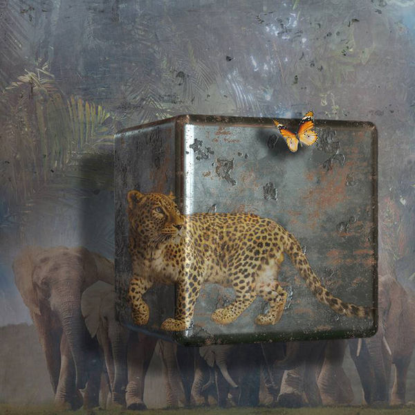 Antal Goldfinger, African Dreams