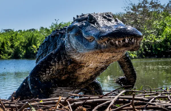 David Yarrow, Florida