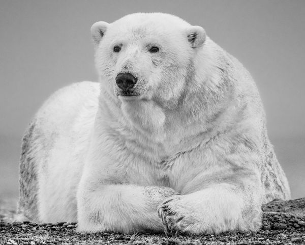 David Yarrow, The Statesman II