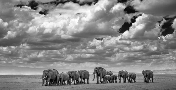 David Yarrow, The Waterboys