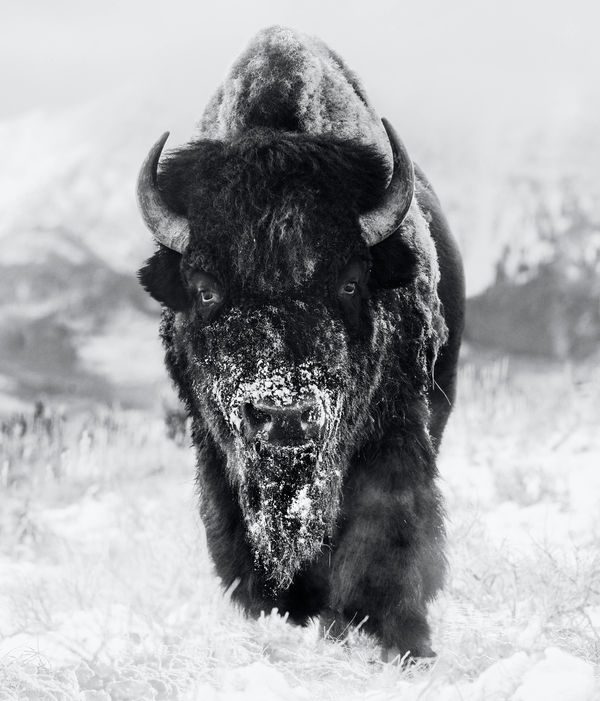 David Yarrow, The Snowman