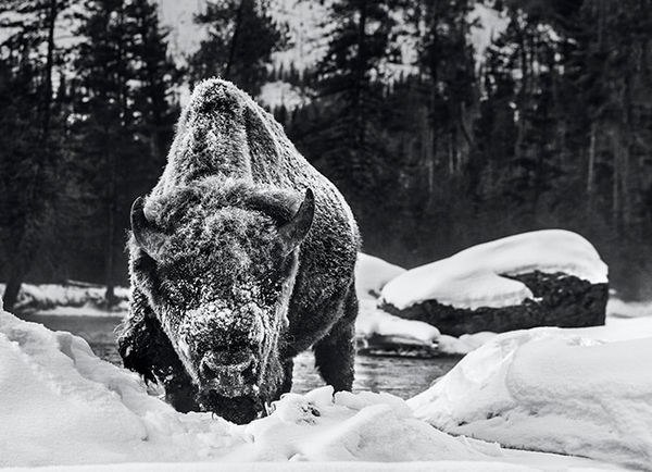 David Yarrow, Buffalo Soldier
