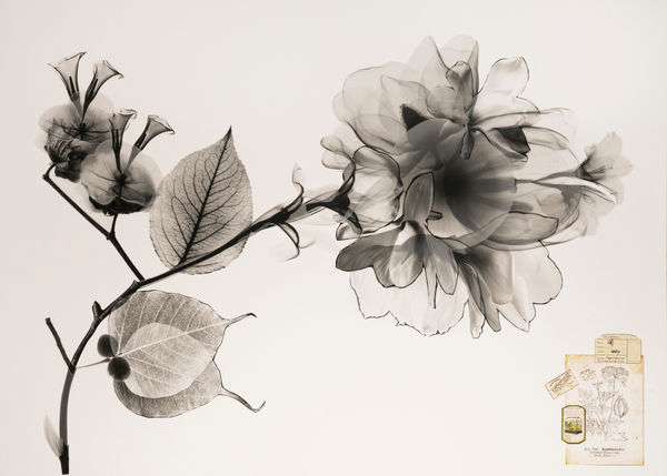 Raluca Arnăutu, Wild Beauty, 2024