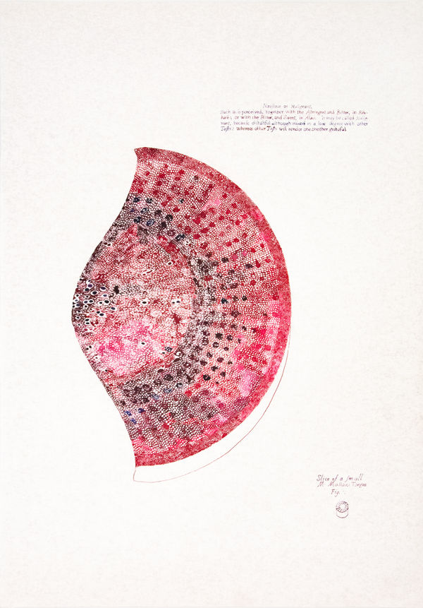 Sarasija Subramanian Anatomy of Plants / Mallow Tongue, 2020-22 Ink drawings on paper 72.5 x 50.5 cm 28 1/2 x 19 7/8 in