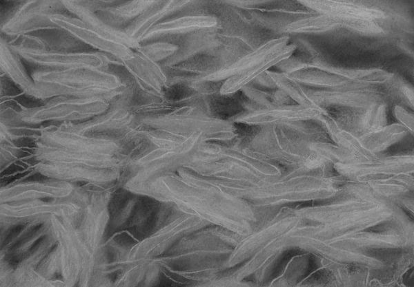 Bhimanshu Pandel Samajhani - Rohi Ki Chitar (7), 2021 Dry Pastel 19.1 x 26.7 cm 7 1/2 x 10 1/2 in