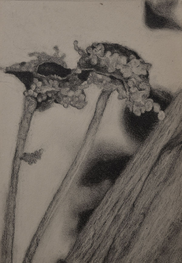A pencil drawing by Bhimanshu Pandel showing the organics and flora of his native village in Rajasthan, India