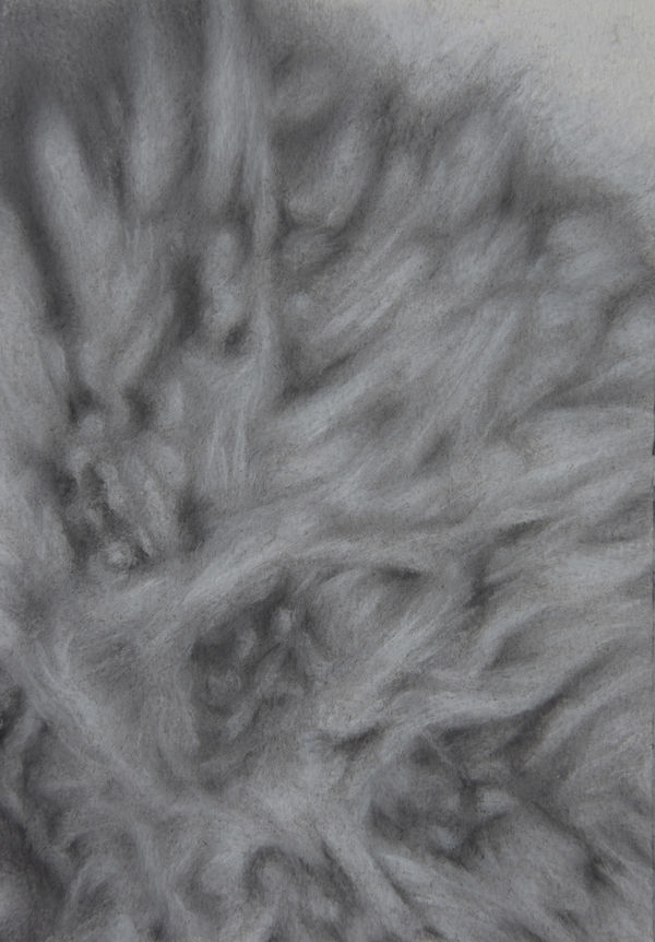 Bhimanshu Pandel Samajhani - Rohi Ki Chitar (6), 2021 Dry Pastel 26.7 x 19.1 cm 10 1/2 x 7 1/2 in