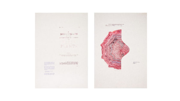 Sarasija Subramanian Anatomy of Plants / Dandelyon Tongue, 2020-22 Ink drawings on paper 72.5 x 50.5 cm each 28 1/2 x 19 7/8 in each