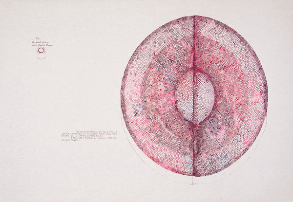 Sarasija Subramanian Anatomy of Plants / Hors-Radish Tongue, 2020-22 Ink drawings on paper 72.5 x 101 cm 28 1/2 x 39 3/4 in