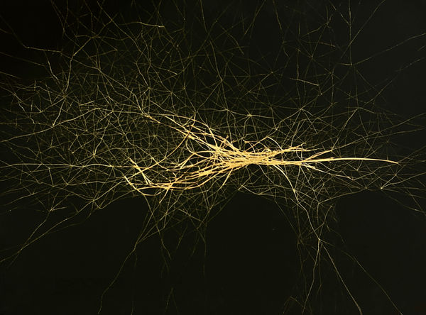 Dhara Mehrotra, Echo IX (7), 2024