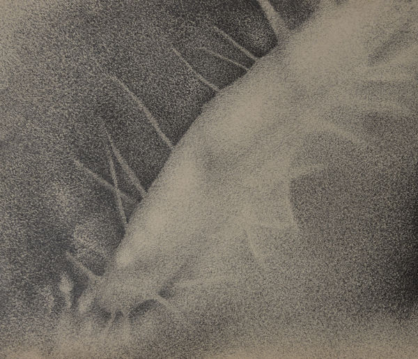 Bhimanshu Pandel Samajhani - Rohi Ki Chitar (9), 2020 Pencil on paper 26.7 x 31.8 cm 10 1/2 x 12 1/2 in