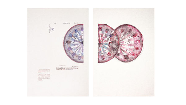 Sarasija Subramanian Anatomy of Plants / Wormwood Tongue, 2020-22 Ink drawings on paper 72.5 x 50.5 cm each 28 1/2 x 19 7/8 in each