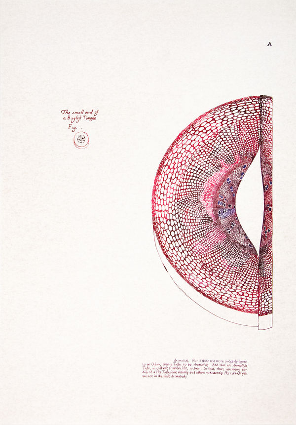 Sarasija Subramanian Anatomy of Plants / Bugloss Tongue, 2020-22 Ink drawings on paper 72.5 x 50.5 cm 28 1/2 x 19 7/8 in