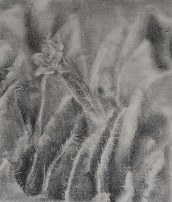 Bhimanshu Pandel Samajhani - Rohi Ki Chitar (5), 2021 Pencil on paper 31.8 x 26.7 cm 12 1/2 x 10 1/2 in