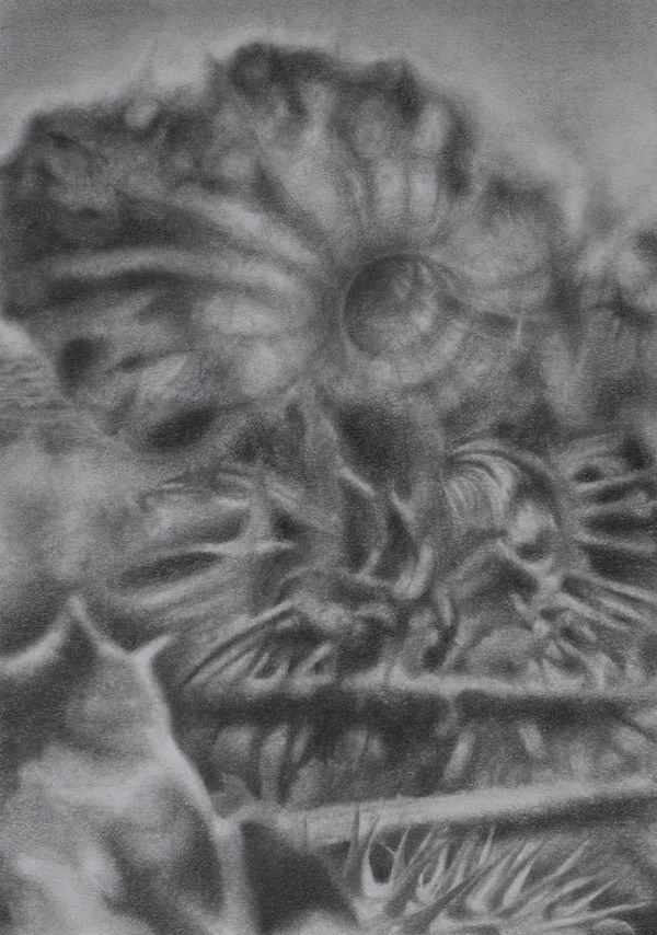 Bhimanshu Pandel Samajhani - Rohi Ki Chitar , 2022 Pencil on paper 40.6 x 27.9 cm 16 x 11 in