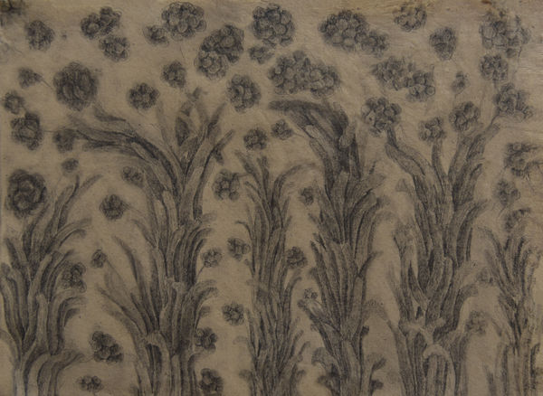 A pencil drawing by Bhimanshu Pandel showing the various flora and organic elements in his native village in Rajasthan