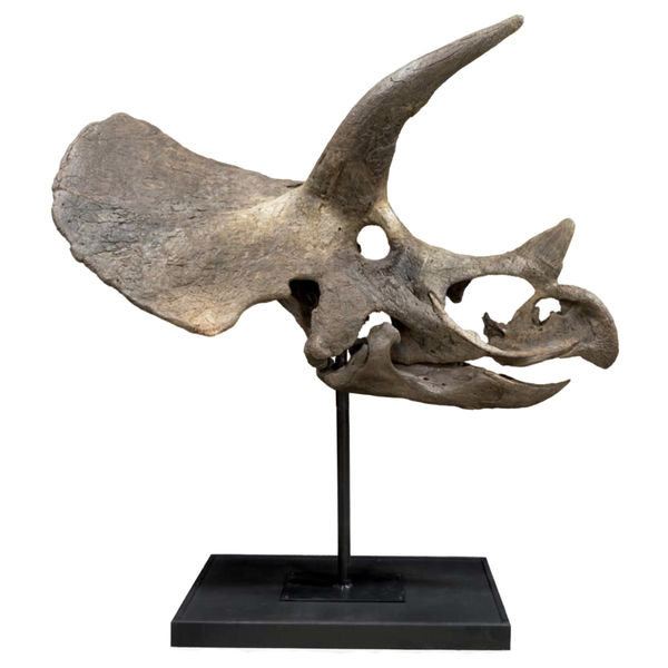 Triceratops Skull fossil for sale