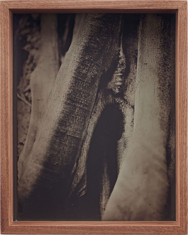 Martín Soto Climent Detail (Collodion 10), 2020