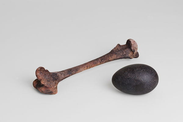 Ägg och ben / Egg and Bone