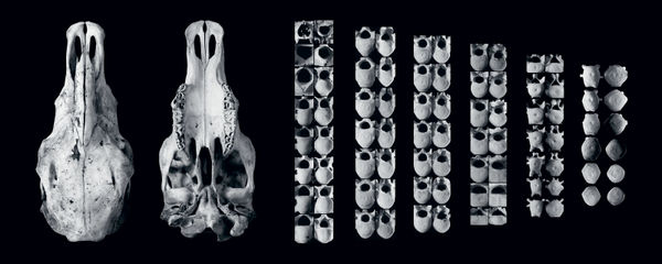 Photography, Horse No.1, 1996