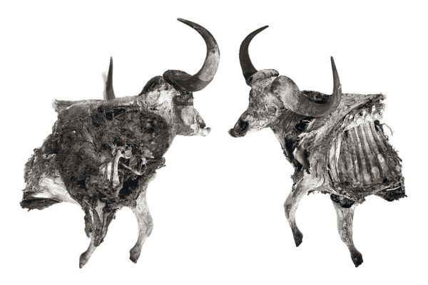 Photography, Wildebeest, 1999