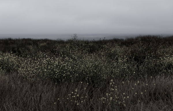 Cas Friese, no. 1252, 2021