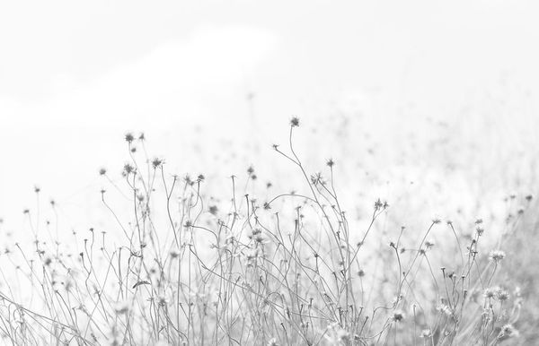 Cas Friese, no. 0996