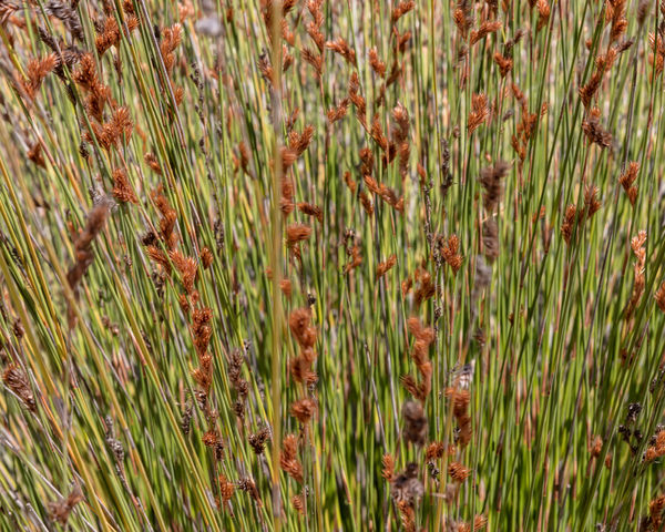 A Breath of Fresh Air, California