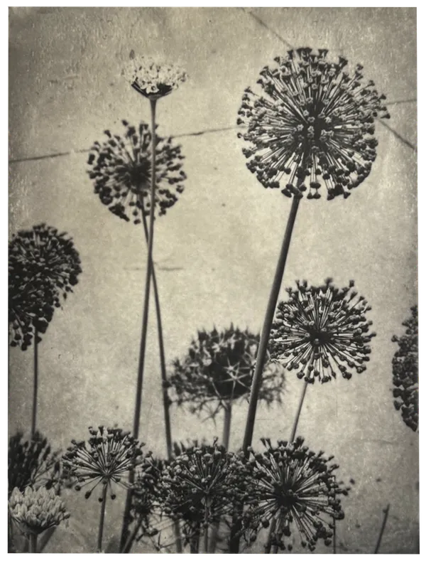 Allium I