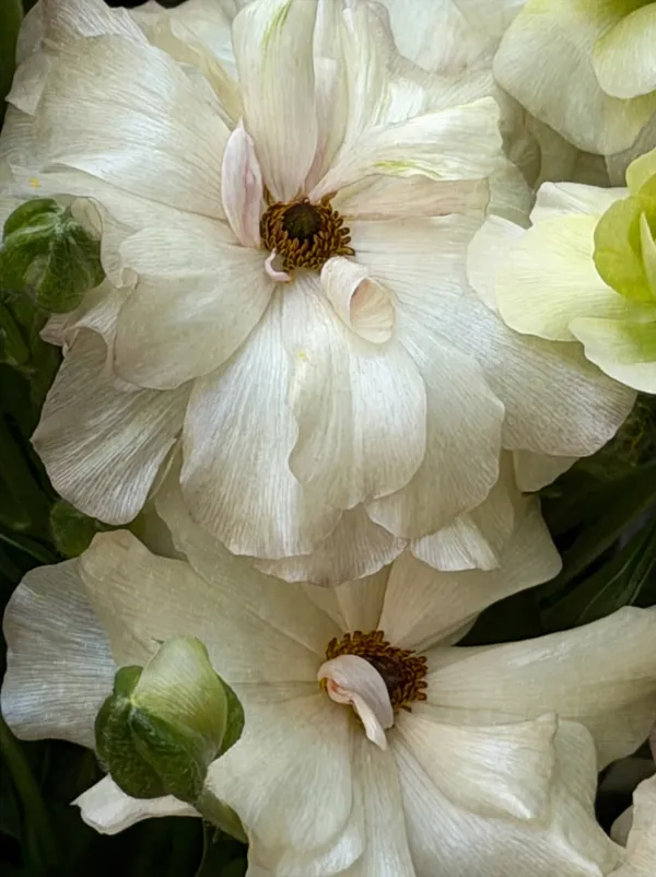 Where the World Softens