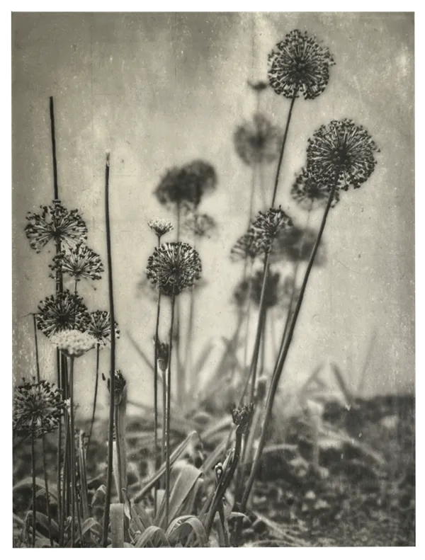 Allium IV