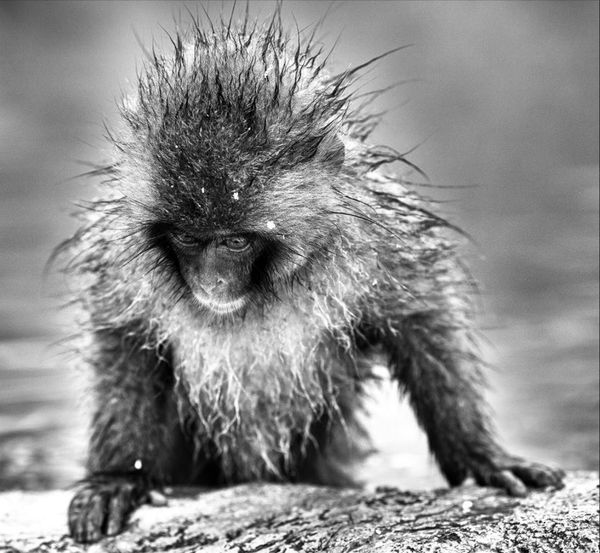 LARS BEUSKER, PRINCE