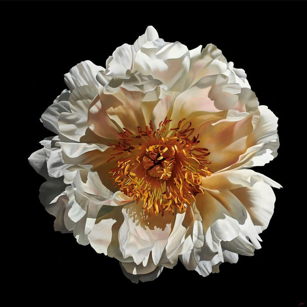 JEROEN PAULUSSEN, SALMON PINK PEONY ?/24