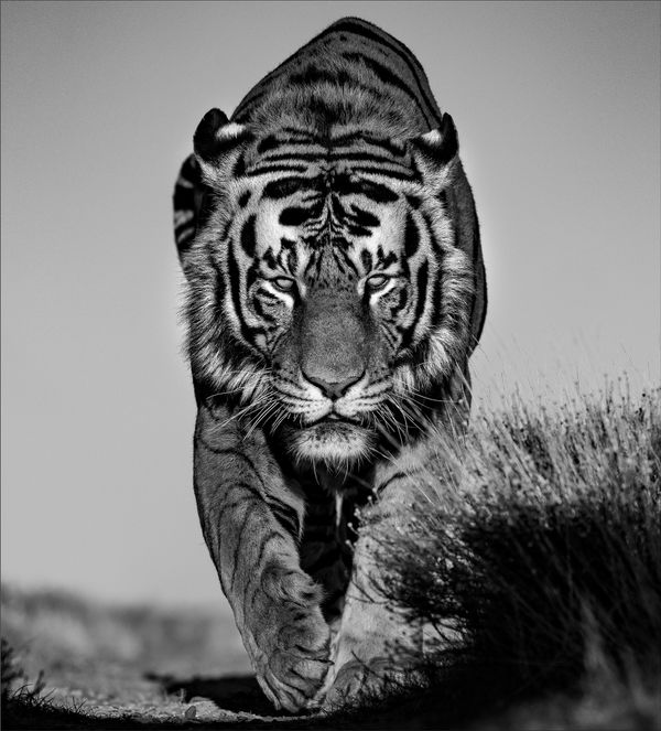 LARS BEUSKER, SHERE KHAN