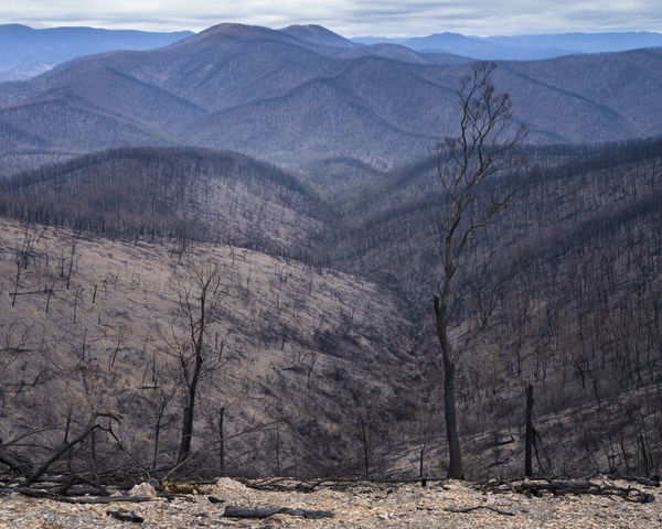Gideon Mendel, The devastated Wadbilliga National Park. New South Wales, 2020