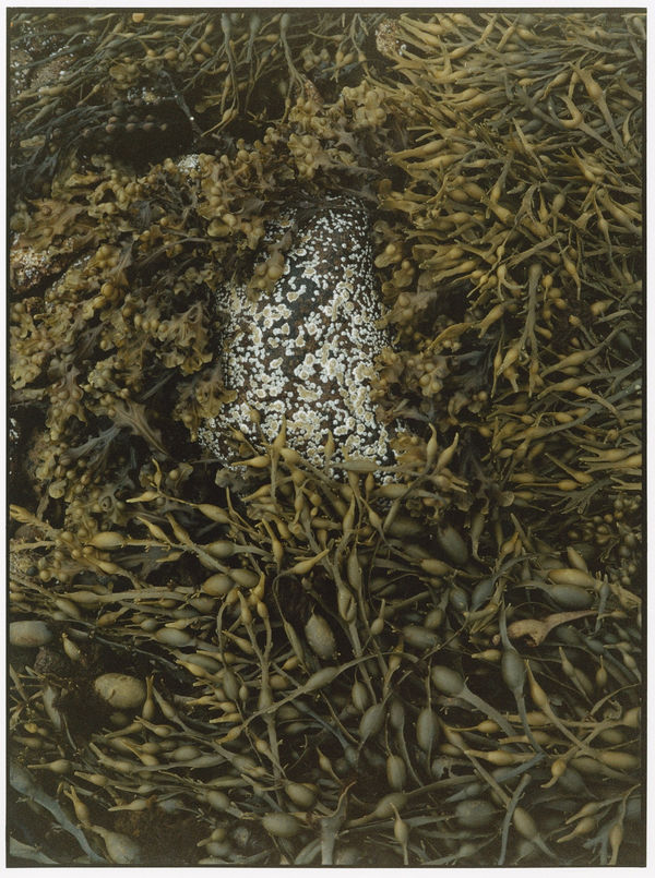 Rid Burman, Conception I, 2022