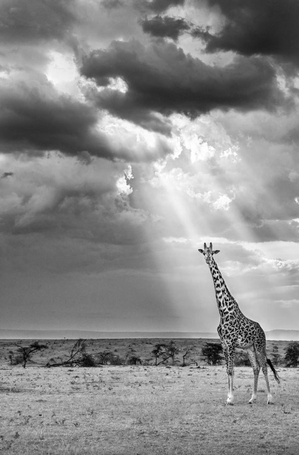 Limelight ( Maasai Giraffe in Maasai Mara, Kenia )