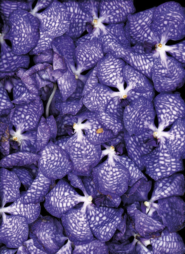 Wall of colour 1 (Dyptique)