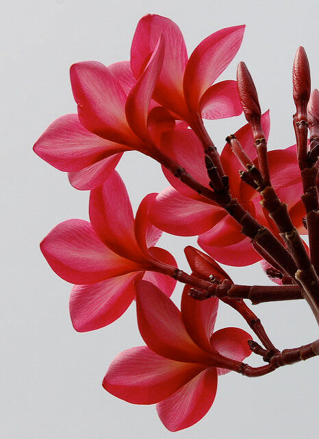 Erin Johnson, Send to website edition, 2020