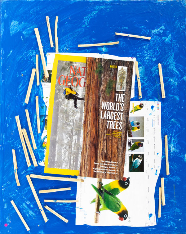 Lawrence M., Untitled (The World's Largest Trees (Masked Love Bird)), n.d.