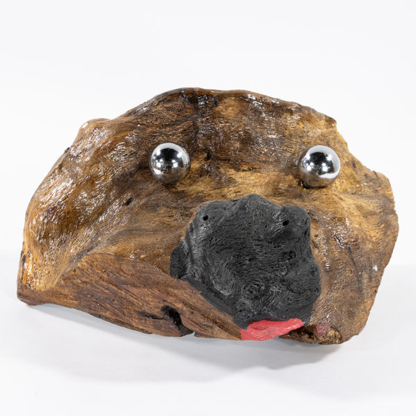 Chris Austin, A Raccoon From Edisto S.C, 2020