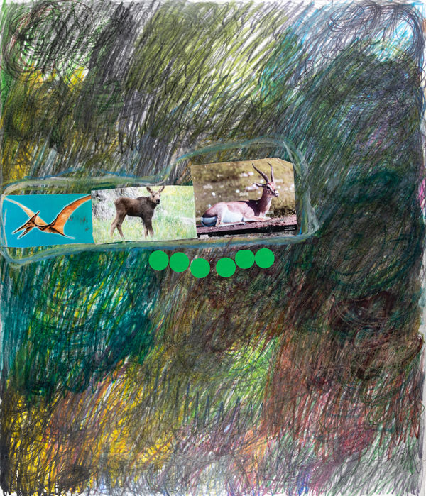 Lawrence M., African Pink Male Gazelle, 2025