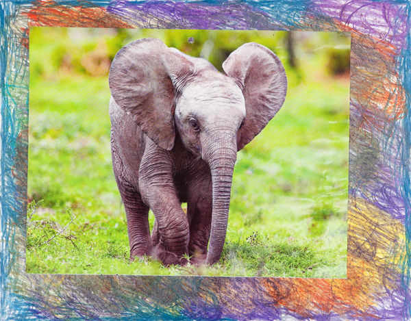 Lawrence M., Baby Elephant, n.d.