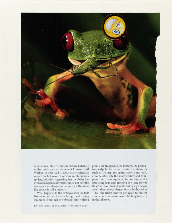 Lawrence M., Untitled (Tree Frog / Hongnian Zhang), n.d.