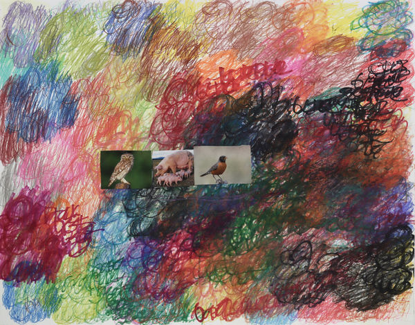 Lawrence M., Little Owl, 2022