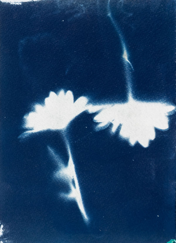 Carol Pyes, Tulips, 2022