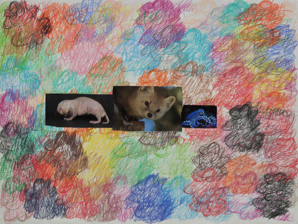 Lawrence M., Pink Naked Mole Rat, 2022