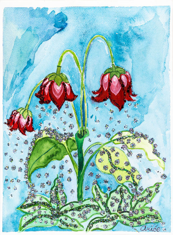 Ariée, Northern Red Fairy Belle , 2024