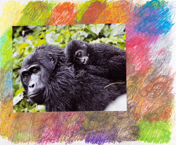 Lawrence M., Black African Monkey, n.d.