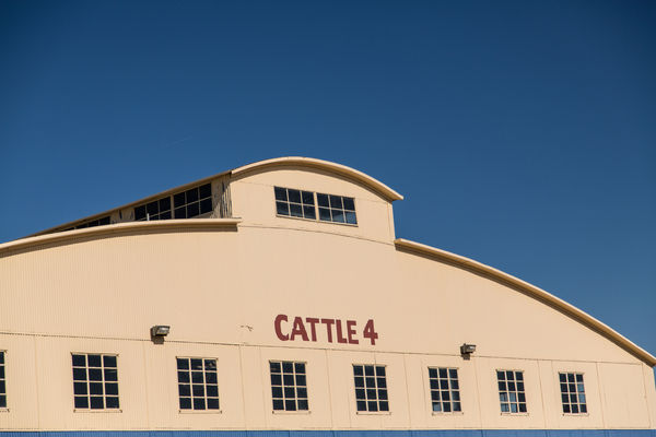 Rima Canaan Lee, Cattle 4, 2014